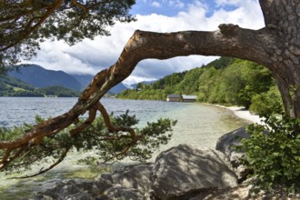 Pine tree on the shore of Lake Grundlsee, Salzkammergut, Styria, Austria, Europe