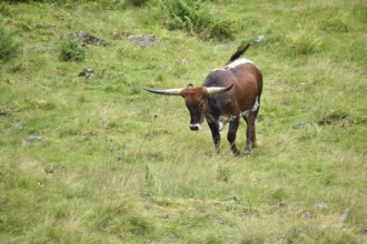 Texas Longhorn cattle on a mountain pasture near St. Nikolaus im Sölktal, Niedere Tauern, Styria,