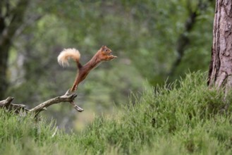 Squirrel (Sciurus), forest, Aviemore, Scotland, Great Britain