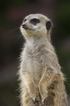 Meerkats (Suricata suricatta), captive, occurring in southern Africa