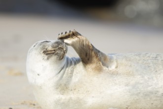 Common seal (Phoca vitulina) adult animal scratching its nose on a seaside beach, Norfolk, England,