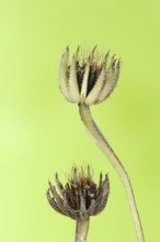 Cretaceous ragwort (Hedypnois rhagadioloides, Hedypnois cretica), fruit stand, Camargue, Provence,