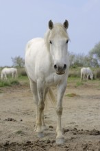 Camargue horse, Camargue, Provence, South of France