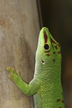 Madagascar giant day gecko (Phelsuma grandis), captive, native to Madagascar