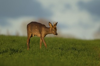 Roe deer (Capreolus capreolus) adult male buck walking through a springtime cereal crop, Suffolk,