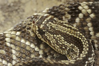 Shiver rattlesnake or cascabel rattlesnake (Crotalus durissus), captive, occurring in South America