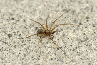 Wandering crab spider (Philodromus aureolus), female, North Rhine-Westphalia, Germany, Europe