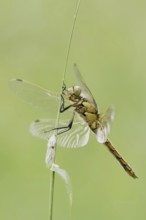 Black-tailed skimmer (Orthetrum cancellatum), female, North Rhine-Westphalia, Germany, Europe