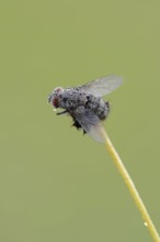 Caterpillar fly or tachnid (Tachinidae) with dewdrops, North Rhine-Westphalia, Germany, Europe