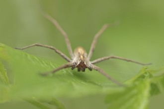 Nursery web spider (Pisaura mirabilis), female, North Rhine-Westphalia, Germany, Europe