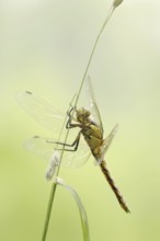 Black-tailed skimmer (Orthetrum cancellatum), female, North Rhine-Westphalia, Germany, Europe