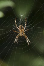 European garden spider (Araneus diadematus), female in web, North Rhine-Westphalia, Germany, Europe