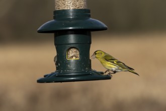 Siskin (Spinus spinus) adult male bird feeding at a garden bird feeder, Suffolk, England, United