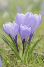 Crocuses (Crocus spec.) in bloom in spring, North Rhine-Westphalia, Germany, Europe