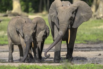 African forest elephants (Loxodonta cyclotis) in the Dzanga Bai forest clearing, Dzanga-Ndoki