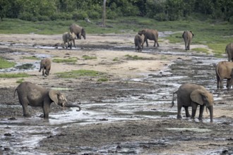 African forest elephants (Loxodonta cyclotis) in the Dzanga Bai forest clearing, Dzanga-Ndoki