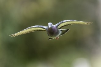 City dove (Columba livia forma domestica) in flight, wildlife, Germany, Europe