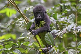 Western lowland gorilla (Gorilla gorilla gorilla) near the Baï-Hokou forest clearing, juvenile,