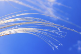 Feather grass (Stipa pennata) sways in the wind against a blue sunny sky