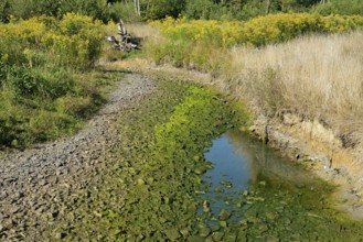 Arnsberg Forest, forest stream dried out by extreme heat and drought, goldenrod (Solidago) on the