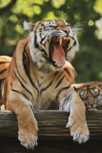 Sumatran tiger (Panthera tigris sumatrae), yawning female with young, captive, occurring on