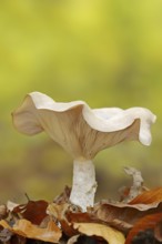 Foggy grey funnel mushroom or fog cap (Lepista nebularis, Clitocybe nebularis), North