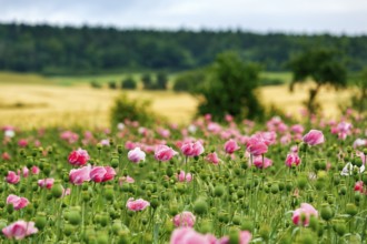 Opium poppy (Papaver somniferum), cultivation of edible poppy, poppy field, pink flowers and seed