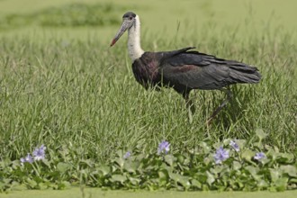 Woolly-necked stork or Asian woolly-necked stork (Ciconia episcopus episcopus), Keoladeo Ghana