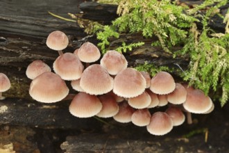 Large blood helminth (Mycena haematopus), North Rhine-Westphalia, Germany, Europe