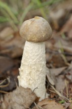 Wooly-stemmed grouse mushroom or grey-brown birch mushroom (Leccinum cyaneobasileucum, Leccinum