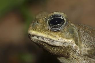 Aga toad or giant toad (Rhinella marina, Bufo marinus), captive, occurrence in South America