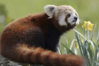 Red panda (Ailurus fulgens), captive, occurring in Asia