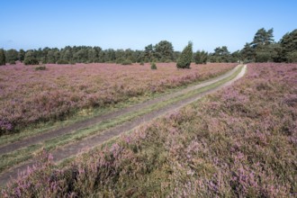 Path through heathland, flowering common heather (Calluna vulgaris), blue sky, Lüneburg Heath,