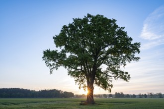 English oak (Quercus robur) at sunrise, sun star, blue sky, Lower Saxony, Germany, Europe