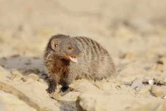 Banded mongoose (Mungos mungo), captive, occurrence in Africa