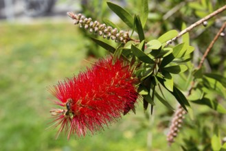 Close-up of a bright red bottlebrush flower with green leaves in the background, crimson