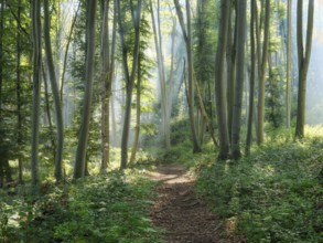 Hiking trail through natural green beech forest in the morning light, the sun shines through the