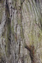 Giant sequoia (Sequoiadendron giganteum), bark, ornamental tree, North Rhine-Westphalia, Germany,