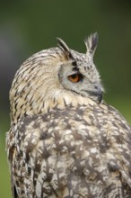 Bengal Eagle Owl or Indian Eagle Owl (Bubo bengalensis, Bubo bubo bengalensis), portrait, captive,