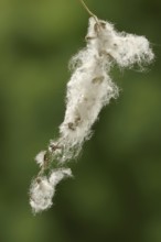 Bastard black poplar or Canada poplar (Populus ×canadensis, Populus ×euramericana), seeds with