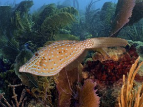 A scrawled filefish (Aluterus scriptus) covered with dots swims in front of a coral reef. Dive site