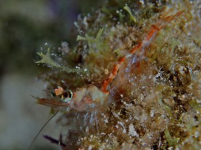 Close-up of a small, translucent prawn, Caribbean velvet shrimp (Metapenaeopsis goodei), on an