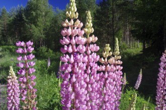 Lupins in full bloom under a blue sky, surrounded by a green forest in a sunny atmosphere,