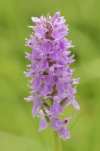 Moorland spotted orchid (Dactylorhiza maculata), inflorescence, North Rhine-Westphalia, Germany,