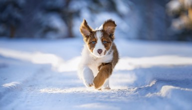 KI generated, dog, dogs, puppy, one, two, three, play, snow, winter, autumn leaves, blue sky,