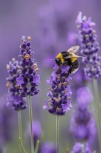 Large earth bumblebee (Bombus terrestris) on lavender flower (Lavendula), AI generated, AI