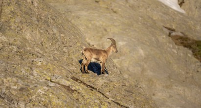 Alpine ibex (Capra ibex), on a rock, in the morning light, Mont Blanc massif, Chamonix, France,