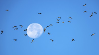 Flock of Northern Pintail (Anas acuta) with the moon in the background