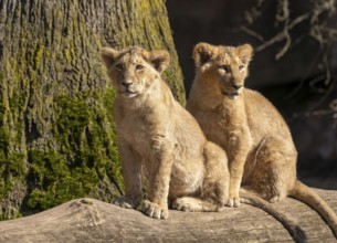 Asiatic Lion (Panthera leo persica), two cubs sitting on a tree trunk and looking attentively,