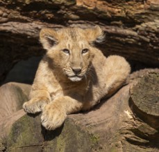 Asiatic Lion (Panthera leo persica), young lying on a tree trunk and looking attentively, occurring